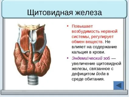 Узі щитовидної залози що показує і розшифровка (показує) Узі щитовидної залози що показує і розшифровка