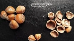 У чому відмінність фундука від ліщини - фундук і до