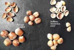 У чому відмінність фундука від ліщини - фундук і до