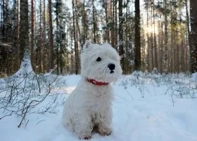 Вест-хайленд-уайт-тер'єр опис породи, ціна цуценят (вест-хайленд-уайт-тер'єр) Вест-хайленд-уайт-тер'єр опис породи, ціна цуценят