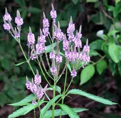 Вербена (verbеna officinalis)