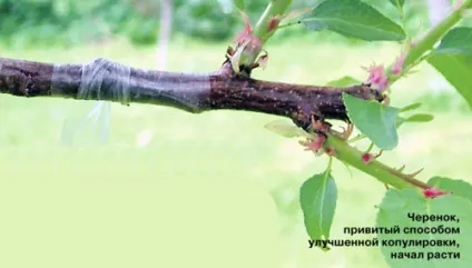 Вегетативне розмноження зимостійких абрикосів - садівникові, дачника, городники