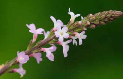 Вербена (verbеna officinalis)