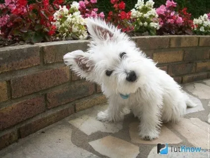 Вест-хайленд-уайт-тер'єр опис породи, ціна цуценят (опис) Вест-хайленд-уайт-тер'єр опис породи, ціна цуценят