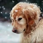 Виділення з вух у собаки гній, сірка в вухах (собаки) Виділення з вух у собаки гній, сірка в вухах