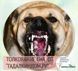 Бачити уві сні померлу собаку живий як розтлумачити цей сон (собаку) Бачити уві сні померлу собаку живий як розтлумачити цей сон