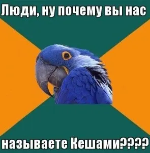 Вибираємо красиве ім'я для папуги-хлопчика незвичайні і прикольні варіанти для різних порід папуг