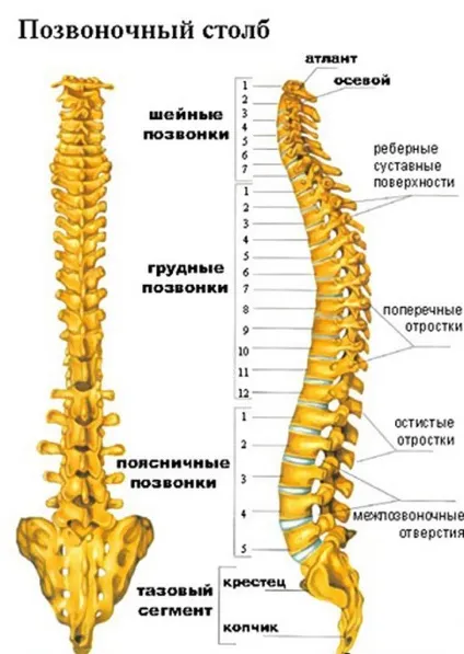 Види викривлення хребта про що може розповісти постава (хребта) Види викривлення хребта про що може розповісти постава