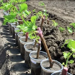 Виноградник для початківців формування кущів та етапи створення виноградника (формування) Виноградник для початківців формування кущів та етапи створення виноградника