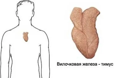 Тимус що це таке, за що відповідає, де розташована, гормони і функції (заліза) Тимус що це таке, за що відповідає, де розташована, гормони і функції