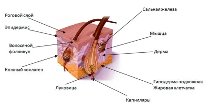 Випадання волосся при хворобах печінки, цукровому діабеті і панкріатіте (цукровому) Випадання волосся при хворобах печінки, цукровому діабеті і панкріатіте