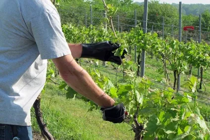 Виноградник для початківців формування кущів та етапи створення виноградника (створення) Виноградник для початківців формування кущів та етапи створення виноградника