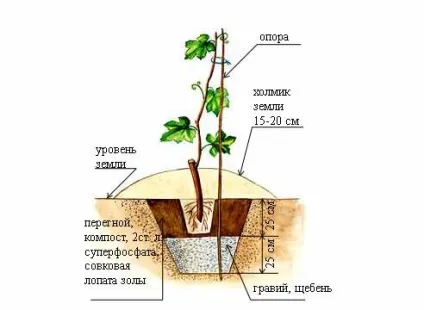 Виноградник для початківців формування кущів та етапи створення виноградника (формування) Виноградник для початківців формування кущів та етапи створення виноградника