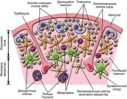 Тимус що це таке, за що відповідає, де розташована, гормони і функції (таке) Тимус що це таке, за що відповідає, де розташована, гормони і функції