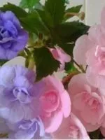 Вирощування ківі в домашніх умовах (умовах) Вирощування ківі в домашніх умовах
