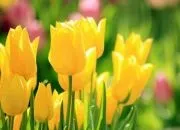 Вирощування тюльпанів в теплиці технологія, догляд, агротехніка, фото, відео