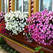 Вирощування петунії в домашніх умовах, технологія вирощування петунії (петунія вирощування і догляд) Вирощування петунії в домашніх умовах, технологія вирощування петунії