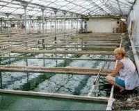 Вирощування спіруліни, природа дає нам шанс (вирощування) Вирощування спіруліни, природа дає нам шанс