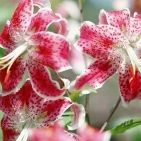 Вирощування в теплиці овочів на продаж (квіти на продаж) Вирощування в теплиці овочів на продаж