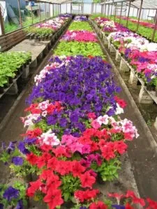 Вирощування в теплиці овочів на продаж (овочів) Вирощування в теплиці овочів на продаж