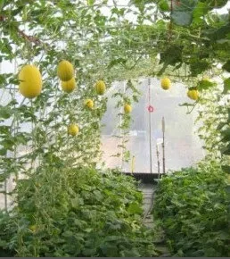Вирощування дині в Підмосков'ї, улюблена дача, сад і город (Підмосков'ї) Вирощування дині в Підмосков'ї, улюблена дача, сад і город