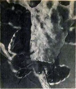 Вирощування маток, юний бджоляр