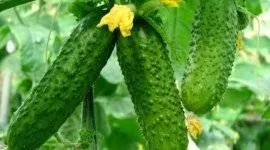 Вирощування суниці садової з насіння (суниці) Вирощування суниці садової з насіння