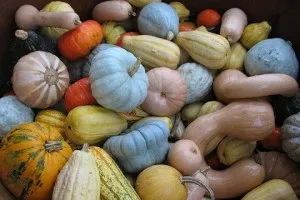 Вирощування гарбуза, посадка і догляд за нею, зразкова садиба (гарбуза) Вирощування гарбуза, посадка і догляд за нею, зразкова садиба