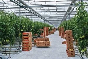 Вирощування в теплиці овочів на продаж (продаж) Вирощування в теплиці овочів на продаж