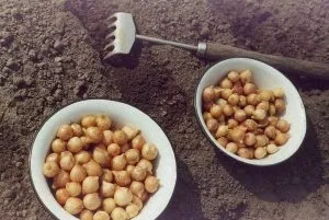 вирощування цибулі