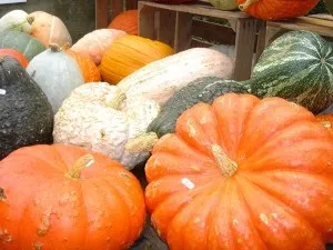 Вирощування гарбуза, посадка і догляд за нею, зразкова садиба (гарбуз вирощування і догляд) Вирощування гарбуза, посадка і догляд за нею, зразкова садиба