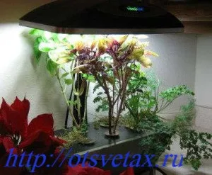Вирощування квітів на гідропоніці переваги (квітів) Вирощування квітів на гідропоніці переваги
