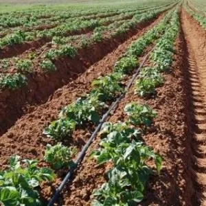 Вирощування в теплиці овочів на продаж (теплиця) Вирощування в теплиці овочів на продаж