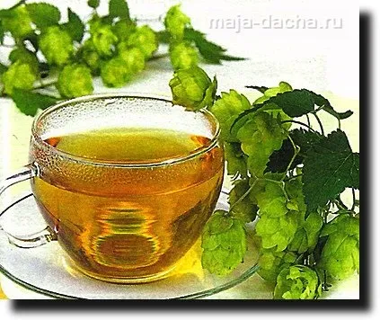 Вирощування хмелю посадка, правильний догляд, застосування в народній медицині (хмелю) Вирощування хмелю посадка, правильний догляд, застосування в народній медицині