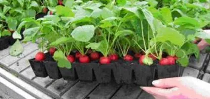 Вирощування редису на дачі (редиски) Вирощування редису на дачі