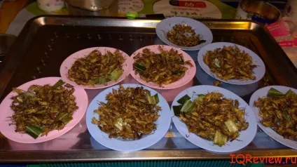 Вирощування цвіркунів в їжу, ферма комах (комах) Вирощування цвіркунів в їжу, ферма комах