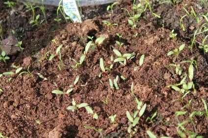 Вирощування буряків на дачі (буряка) Вирощування буряків на дачі