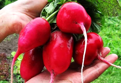 Вирощування редису на дачі (редиски) Вирощування редису на дачі