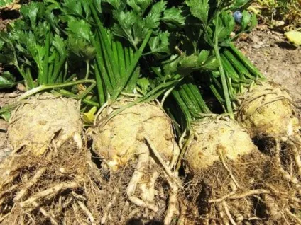 Вирощування селери кореневого на дачній ділянці своїми силами (селери) Вирощування селери кореневого на дачній ділянці своїми силами