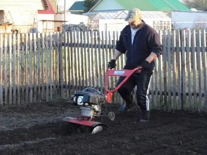 Вирощування картоплі в сибіру (картоплі) Вирощування картоплі в сибіру