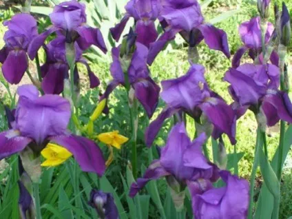 Вирощування ірисів від способів розмноження до секретів догляду (догляду) Вирощування ірисів від способів розмноження до секретів догляду
