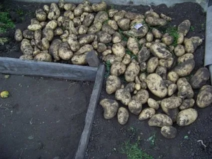 Вирощування картоплі в сибіру (картоплі) Вирощування картоплі в сибіру