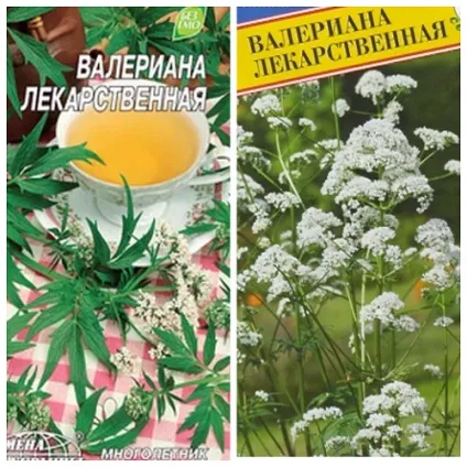 Вирощування валеріани лікарської з насіння, день дачника (день) Вирощування валеріани лікарської з насіння, день дачника