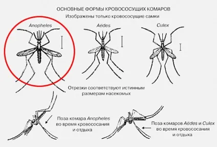 Комар малярійний або звичайний - як їх відрізнити (розвитку необхідний білок) Комар малярійний або звичайний - як їх відрізнити
