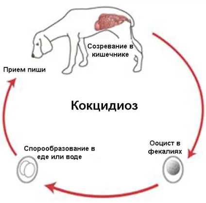 Кокцидіоз у собак симптоми і лікування, все про собак (кокцидіоз) Кокцидіоз у собак симптоми і лікування, все про собак