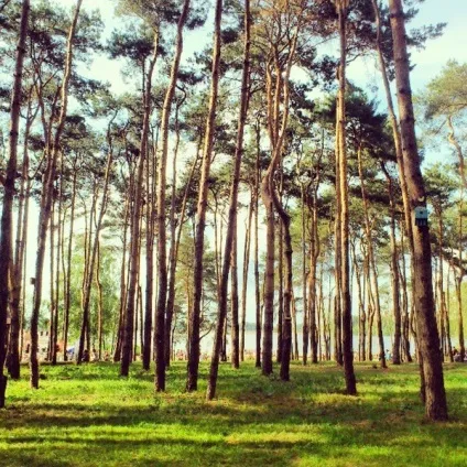 Конкурси на другий день весілля на природі веселі, рухливі