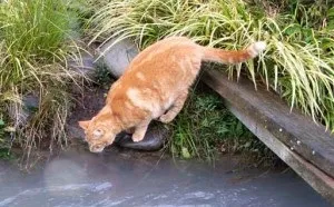 Чому кішка мало п'є води, ветеринарна клініка - vetcare, виклик ветеринара додому, швидка (спрага у кішки) Чому кішка мало п'є води, ветеринарна клініка - vetcare, виклик ветеринара додому, швидка