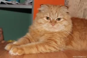 Чому кіт кульгає на задню лапу, котячий помічник