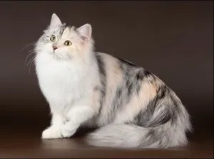 Чому кішка лежить на спині лапами догори, котячий помічник (чому) Чому кішка лежить на спині лапами догори, котячий помічник
