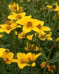 Вийти заміж за вдівця розтопити серце любов'ю (вийти) Вийти заміж за вдівця розтопити серце любов'ю